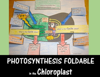 Preview of Photosynthesis Foldable - Chloroplast