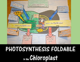 Photosynthesis Foldable - Chloroplast