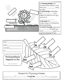 Photosynthesis Foldable