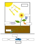 Photosynthesis Game: A Formative Assessment Activity