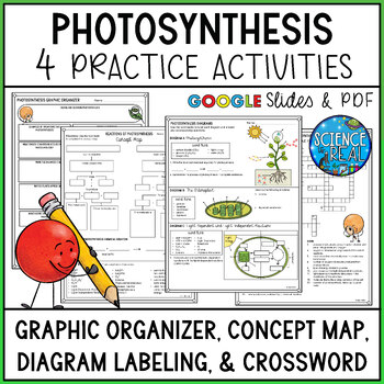 Preview of Photosynthesis Graphic Organizer, Concept Map, Labeling Diagrams, and Crossword
