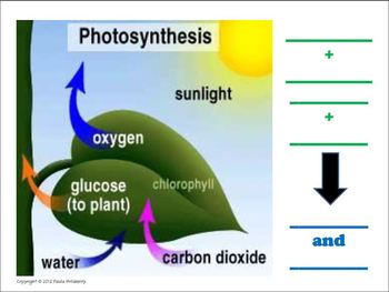 photosynthesis graphic organizer