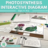 Photosynthesis Interactive Diagram Game