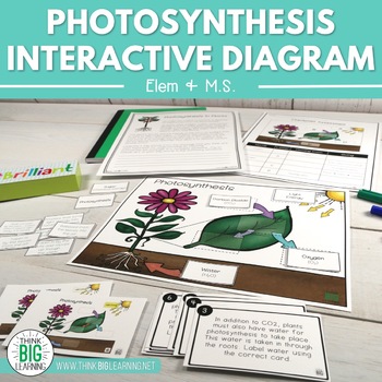 Preview of Photosynthesis Interactive Diagram Game