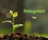 Photosynthesis Interactive + Google Form: NO PREP