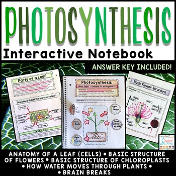 Preview of Photosynthesis Interactive Notebook Activities Google Classroom Parts of a Leaf
