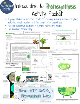 Preview of Photosynthesis Intro Activity Packet - Biology - Leaves, Chloroplasts, Stages