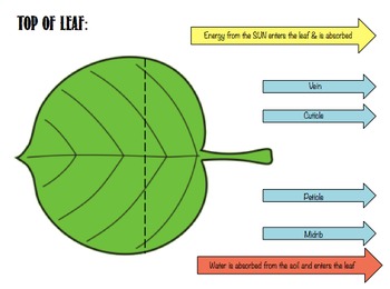 Photosynthesis Leaf Model By Gowitzka S Science Stuff Tpt