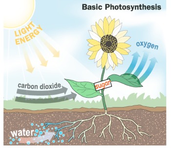 Preview of Photosynthesis - Lesson Presentation, Rap Song, Videos, Assignments