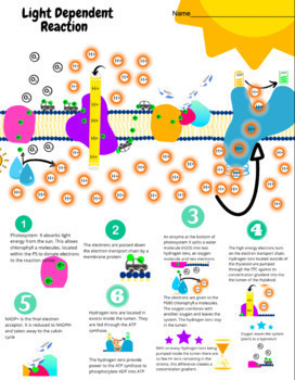 Preview of Photosynthesis: Light Dependent Reaction 