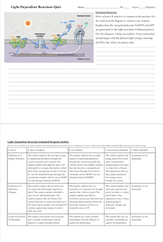 Preview of Photosynthesis: Light Dependent Reactions Extended Response Quiz and Rubric