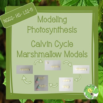 Photosynthesis Marshmallow Model Calvin Cycle By Make Them Think