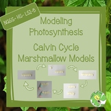 Photosynthesis Marshmallow Model- Calvin Cycle