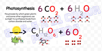 Preview of Photosynthesis Poster Molecules Structures MS LS 1.6 1.7