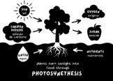 Photosynthesis Poster - a bold and simple overview (Englis