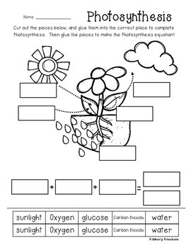 Photosynthesis Poster/Classroom Display and Worksheet by Beached Bum