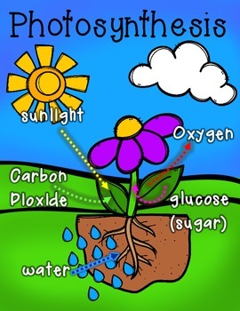 Preview of Photosynthesis Poster/Classroom Display and Worksheet