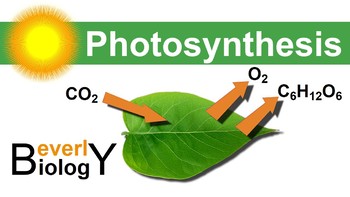 Preview of Photosynthesis PowerPoint (updated) + free handout