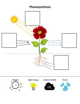 Photosynthesis Worksheets Teaching Resources Tpt