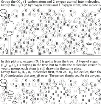 Preview of Photosynthesis Puzzle - Answer Key