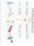 Photosynthesis Puzzle for Interactive Notebook