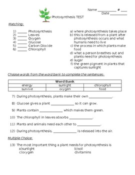 critical thinking question about photosynthesis