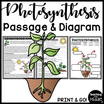 Preview of Photosynthesis Reading Comprehension Passage Worksheet for Science