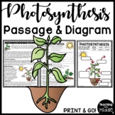Photosynthesis Reading Comprehension Passage Worksheet for