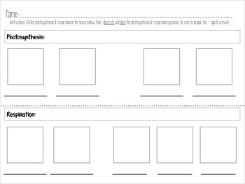 Preview of Photosynthesis and Respiration FREEBIE