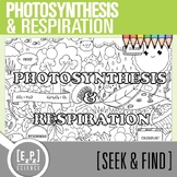 Photosynthesis & Respiration Vocabulary Search Activity | 