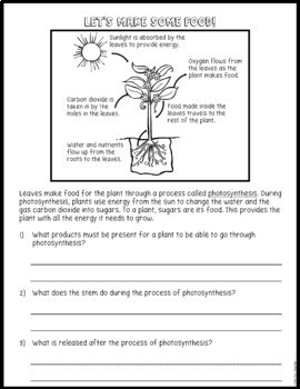 Photosynthesis Role Play Science Activity by The Owl Teacher | TPT
