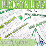 Photosynthesis Scribble Notes