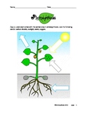 Photosynthesis Steps Diagram and Worksheet