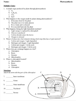 Photosynthesis Test and Review Questions with Answer Keys by Biology Domain