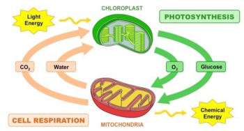Preview of Photosynthesis Unit