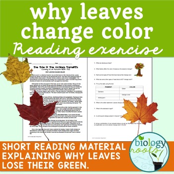 Preview of Photosynthesis Why Leaves Change Color Reading