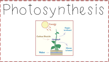 Preview of Photosynthesis Word Wall, Flash Cards and Activity (English/Spanish)
