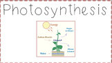 Photosynthesis Word Wall and Flash Cards (English/Spanish)