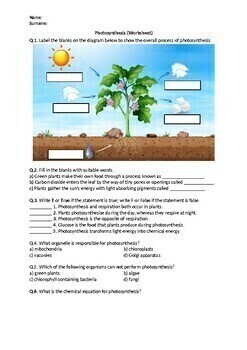 Preview of Photosynthesis - Worksheet | Printable and Digital Distance Learning