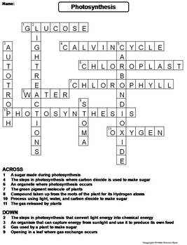 Photosynthesis Activity: Crossword Puzzle Worksheet by Science Spot