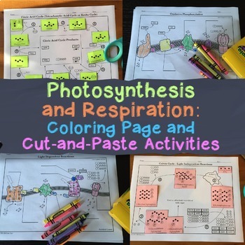 Preview of Photosynthesis and Respiration Coloring Activity Bundle for High School Biology