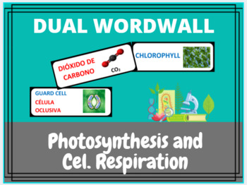 Preview of Photosynthesis and Cell. Respiration Dual Word Wall