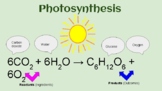 Photosynthesis and Cellular Respiration