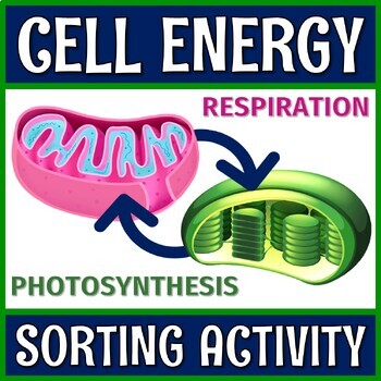 Preview of Photosynthesis and Cellular Respiration Activity Cell Energy Sorting Worksheet