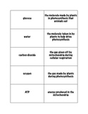 Photosynthesis and Cellular Respiration Concentration Game