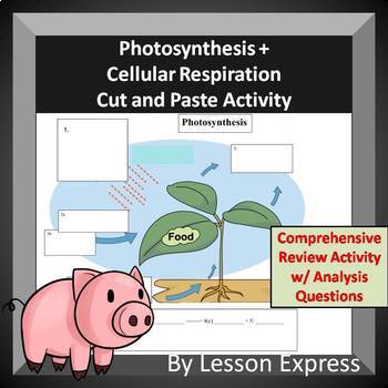 Preview of Photosynthesis and Cellular Respiration Cut and Paste Review Activity
