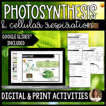 Preview of Photosynthesis and Cellular Respiration Activities - Google Slides™ and Print