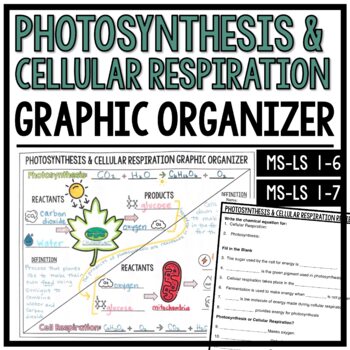 Preview of Photosynthesis and Cellular Respiration Graphic Organizer Review Worksheet