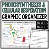 Photosynthesis and Cellular Respiration Graphic Organizer 