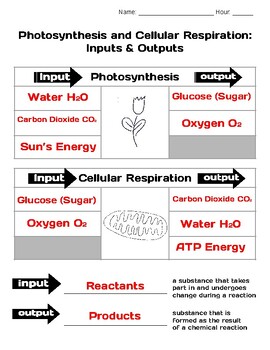 inputs and outputs of cellular respiration